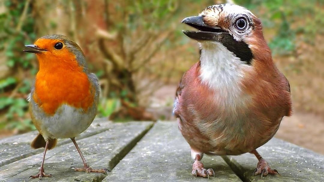 Juegos para Gatos - Ver Las Aves