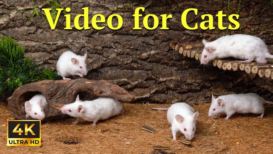 Cat TV: Epic Hide & Seek Loop – Tiny Mice Playground in 4K for Endless Cat Fun | Catflix