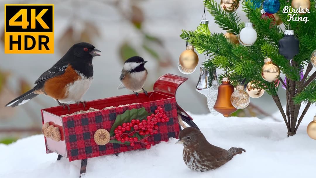 Cat TV for Cats to Watch 😻 Squirrel Sings.Birds in Christmas Wonderland 🐿️ 8 Hours 4K HDR