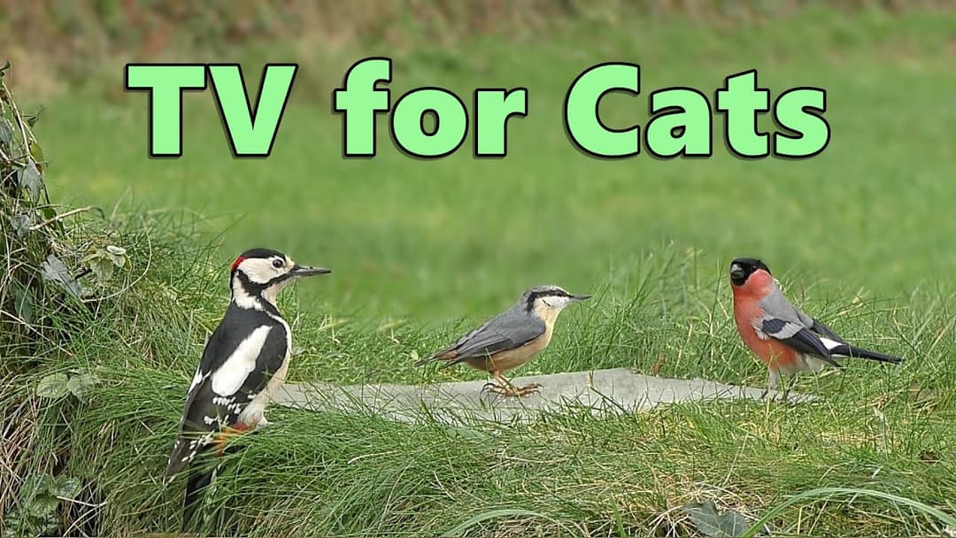 Cat TV Videos ~ Springtime Birds for Cats to Watch