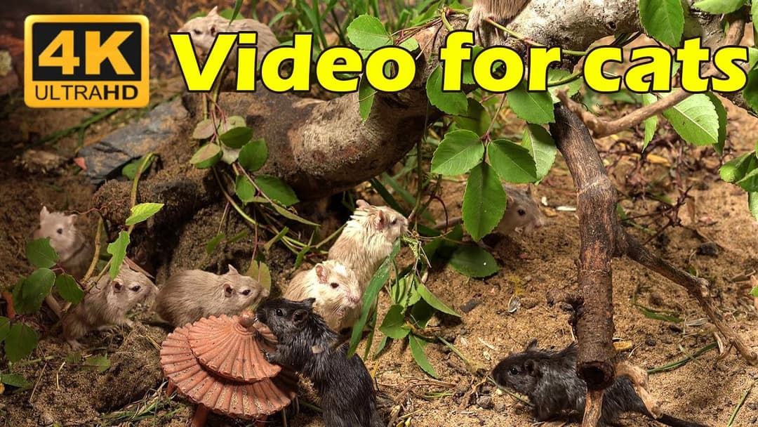 Cat TV: 3 Hours of Cats Chasing Mice – Relaxing Fun in Stunning 4K UHD! | Catflix