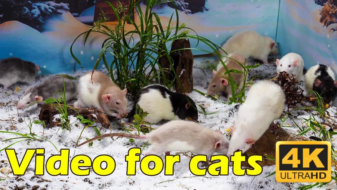 Cat TV: Discover the Adventures of Cats and Mice – Vivid 4K Video! | Catflix