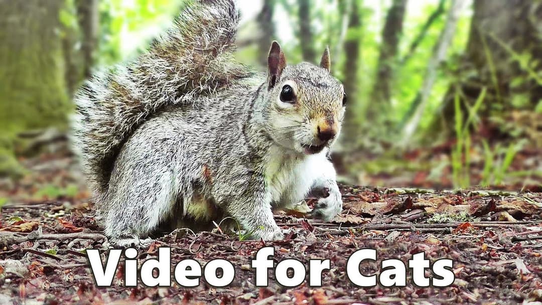 Cat TV - Squirrels and Woodland Birds Spectacular