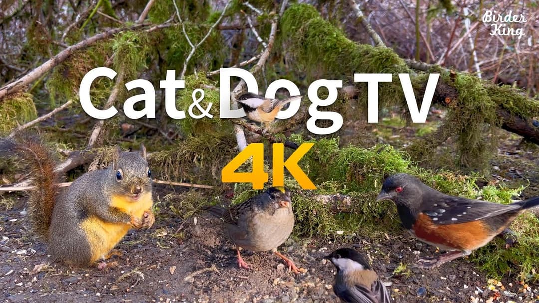 Relaxing Cat & Dog TV🐱🐶Small Birds and Squirrels in the Woods(4K UHD)