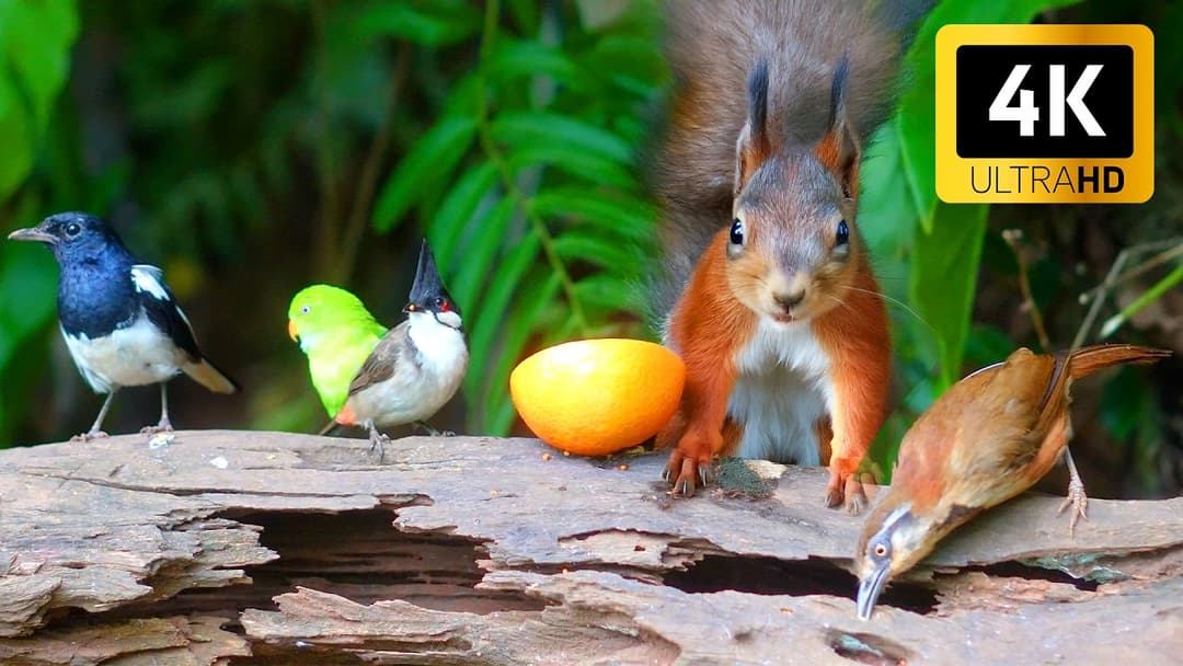 [NO ADS] Cat TV for Cats to Watch 😺 Birds & Squirrels Enjoy a Quiet Meal Under the Trees 🐦🐿️ 4K HDR