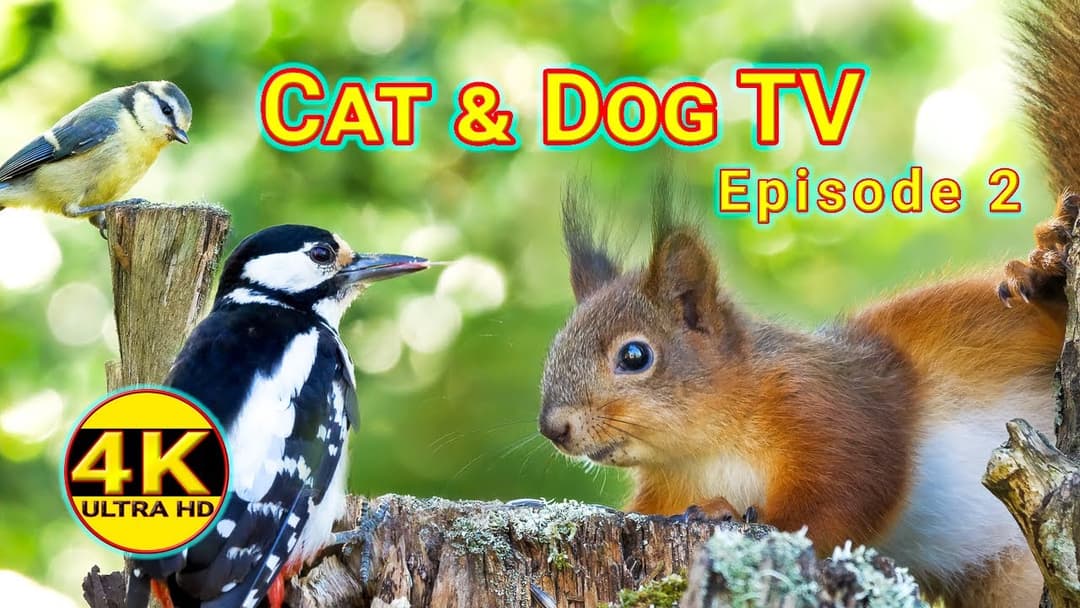 Cat & Dog TV 4K - Morning With Red Squirrels - Ep.2