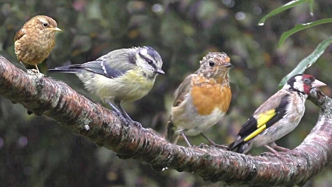 Birds in The Summer Rain : Calming Beautiful Birds with Bird Sounds & Song