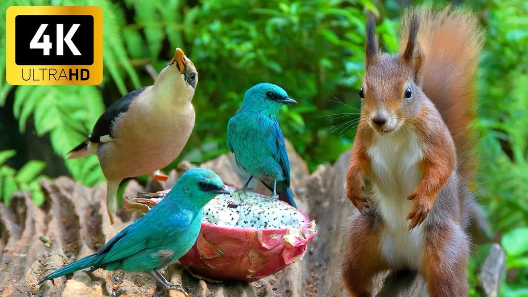 [NO ADS] Cat TV for Cats to Watch 😺🐦Crazy Birds and Funny Red Squirrels 🐿️ Videos for Cats to Watch