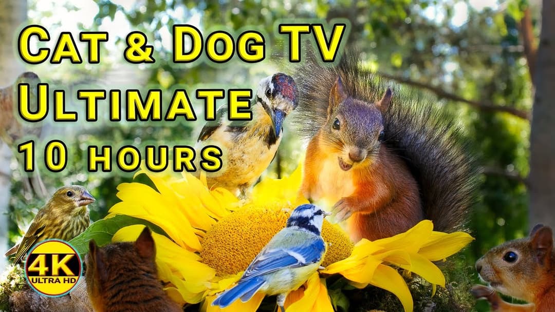 Ultimate Cat&Dog TV 10 Hours of Fun with Little Birds, a Woodpecker and a Squirrel | No mid-roll ads
