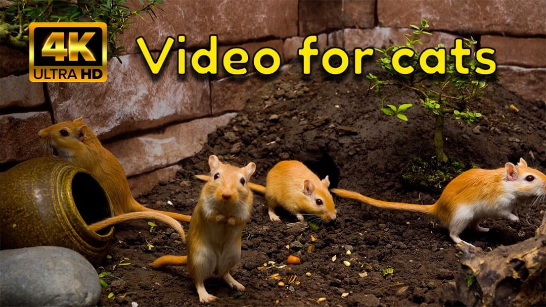 Cute Mice Hide & Seek Around the Garden — 4K Cat TV For Cats