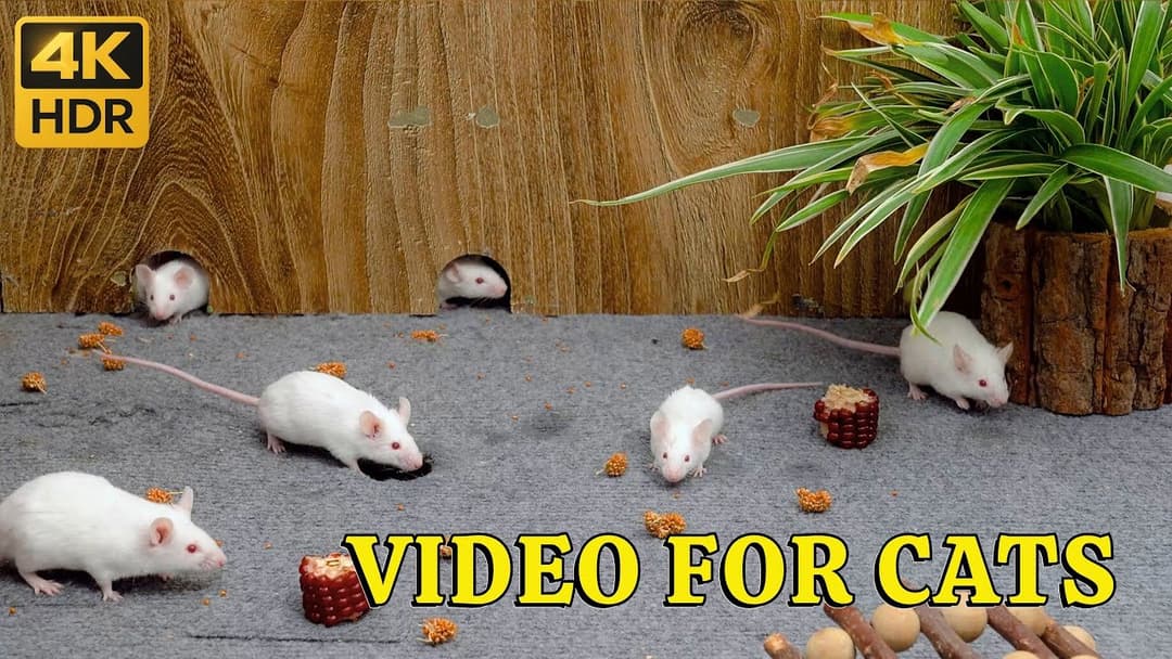 Cat TV 4K: Hide & Seek Mouse Mansion – White Mice Pop Out of Secret Wall Tunnels in 4K | Catflix