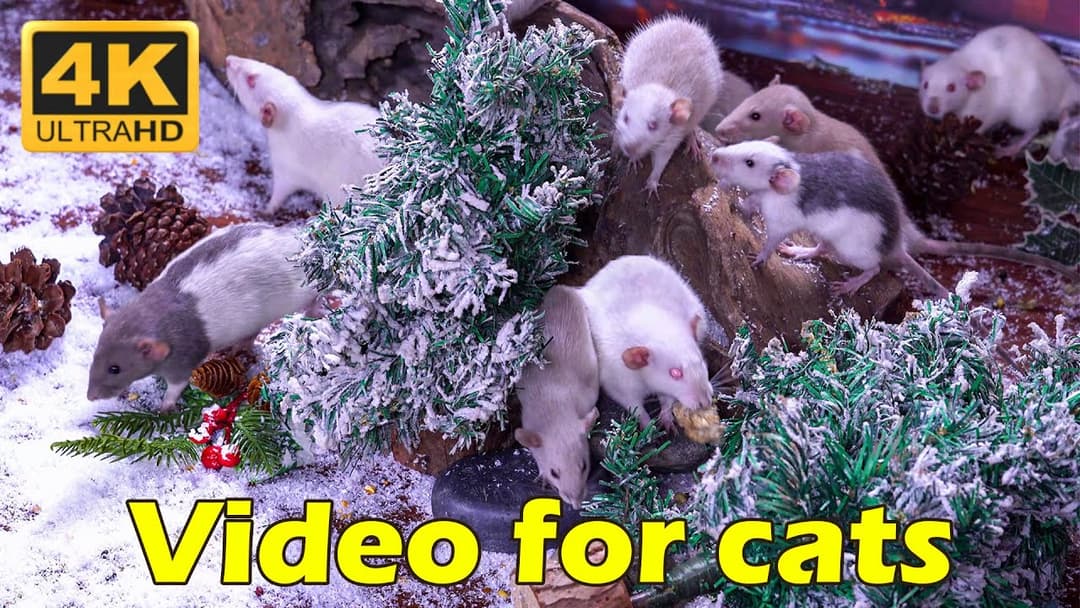 Tiny Mice Playing Hide & Seek in Stunning UHD - 3 Hours of Cat TV| Catflix