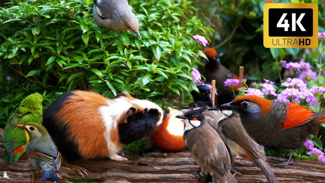 Calming Nature for Cats 😺 Fruit Feast with Birds & Squirrels 🐿️🐦 Bird Videos in 4K HDR