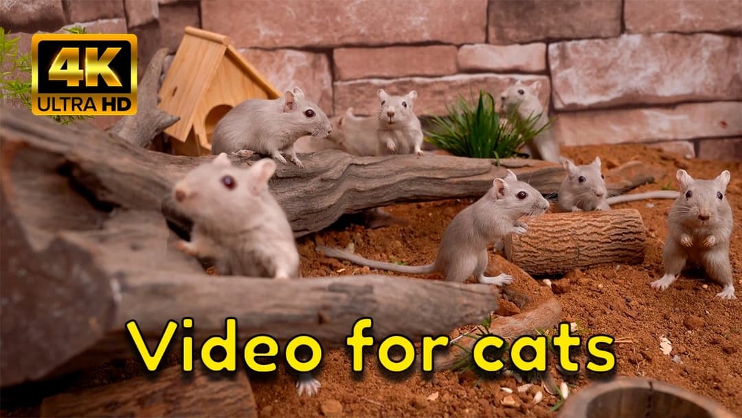 Cat TV 4K – Hide & Seek: Gerbil Village & Mouse Tunnels | Videos for Cats