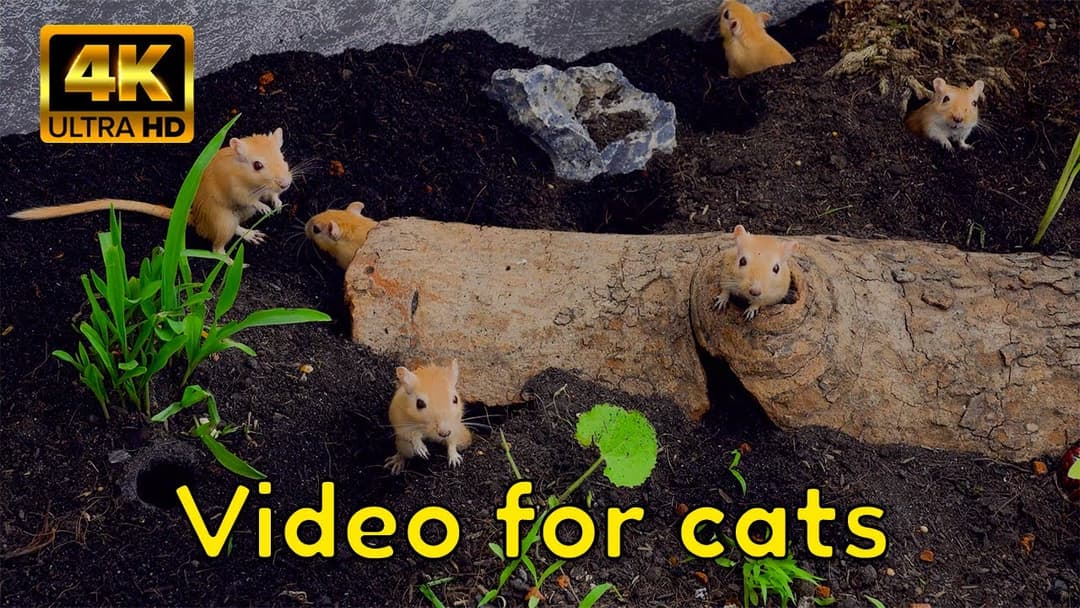 Real Mice Burrow Adventure | 4K Ultra HD Cat TV – Endless Action for Curious Cats