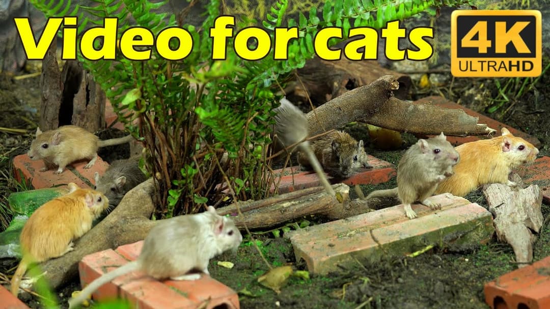 Cat TV: Mice Hide, Cats Seek – Endless Fun in 4K UHD | 3 Hours of Catflix Entertainment