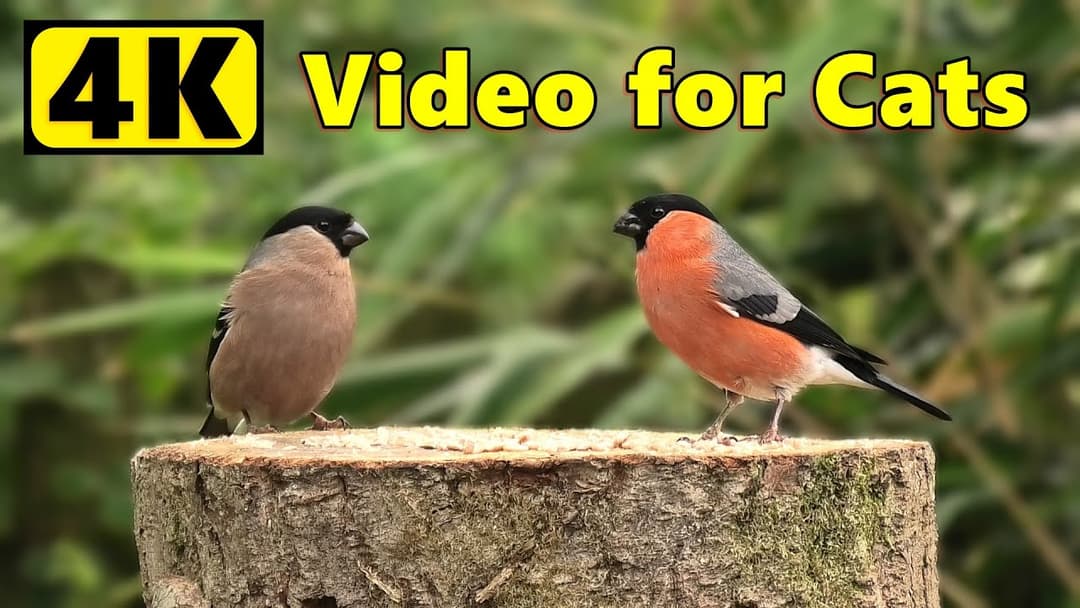 Videos for Cats - 4K Birds Extravaganza ⭐ 10 HOURS ⭐