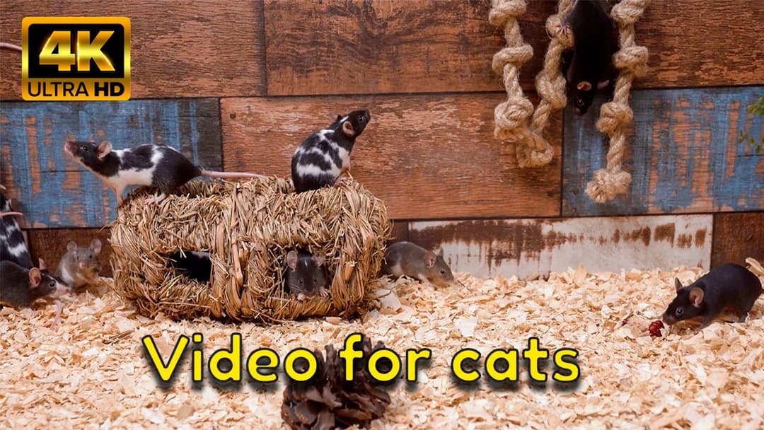 Cat TV Mice: Log Holes, Rope Ladders, Tiny Bridge — Hide & Seek Gerbil 4K