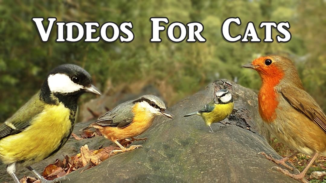 Video för Katter att Titta på Fåglar : Videos for Cats to Watch Spectacular