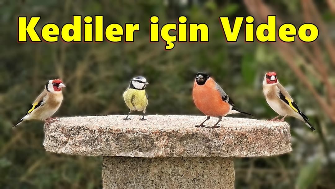 Kedi TV ~ kedilerin ormanlık kuşları izlemesi için video