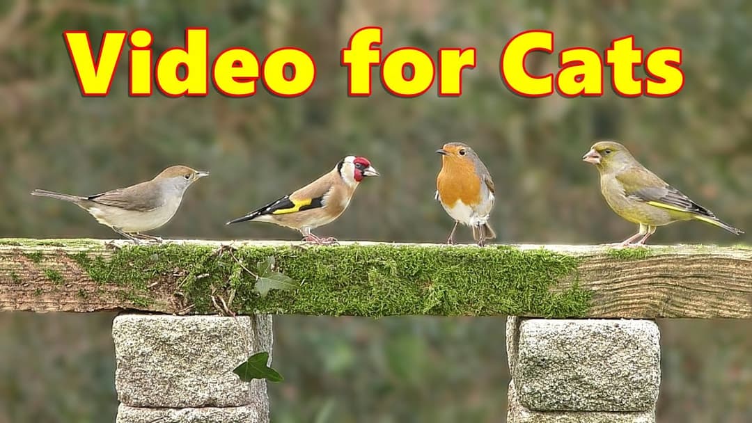 Cat TV ~ Birds on Stage Stimulation Videos for Cats to Watch