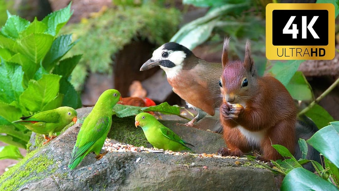 [NO ADS] Cat TV for Cats to Watch 😺 Bird and Squirrels Buffet Gone Wild in the Rock 🐦 Cat Games 4K