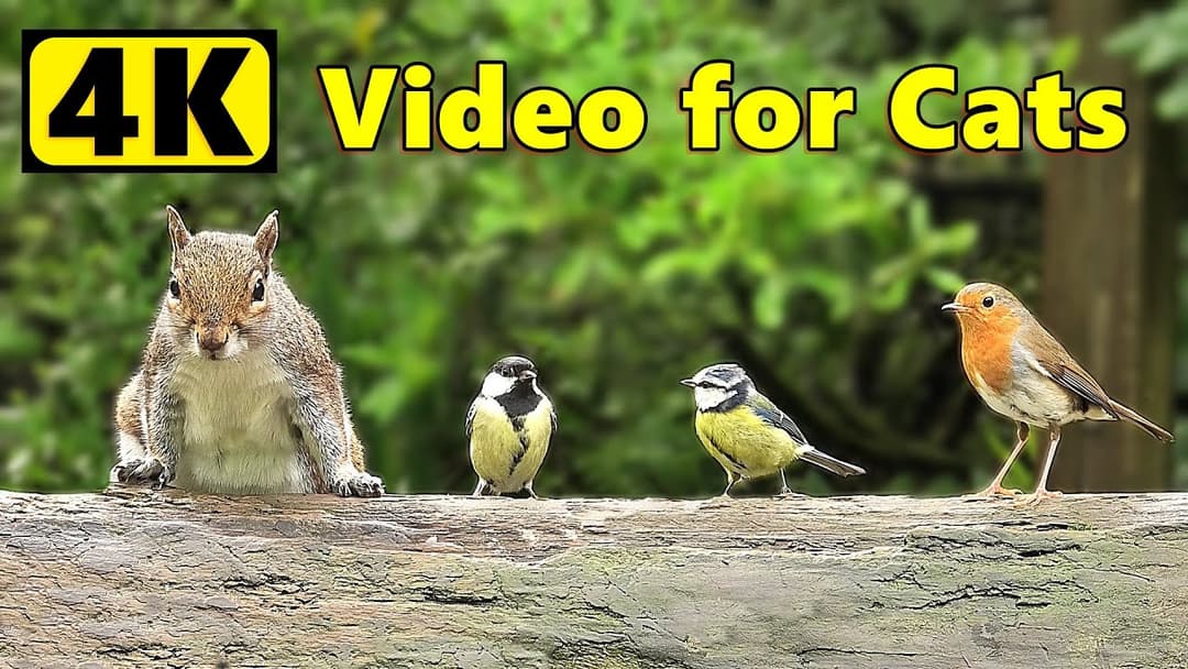 Cat TV 4K ~ Birds and Squirrels ⭐ Happy New Year ⭐