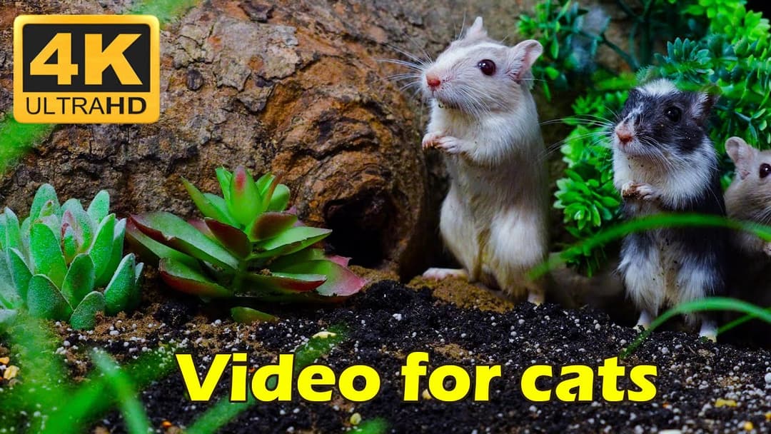 4K HDR Cat TV: Adorable Tiny Mice Playtime Hide and Seek Fun for Cats | Catflix