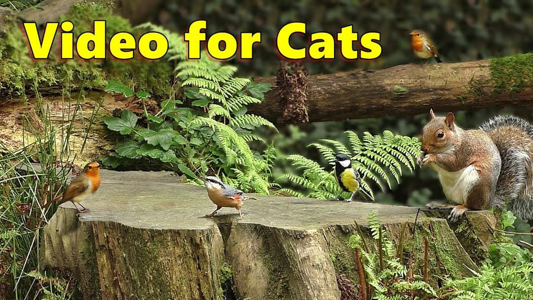 Videos for Cats to Watch on TV - Forest Birds Adventure