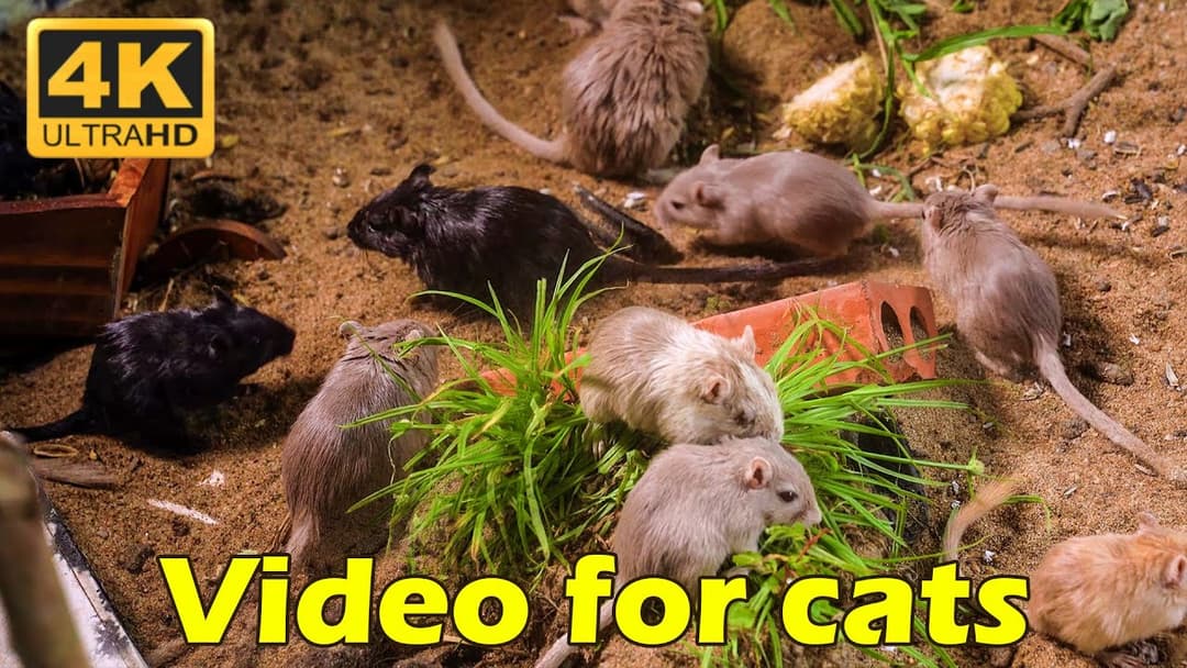 Cat TV: Tiny Mice Playing Hide & Seek in Sandy Holes - Keep Your Cat Mesmerized! | Catflix