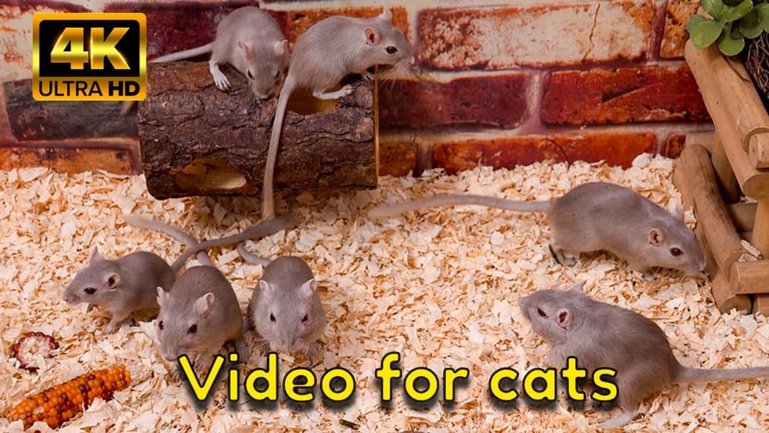 Bamboo & Burrow Adventure — Hide & Seek Mice 4K | Cat TV for Cats