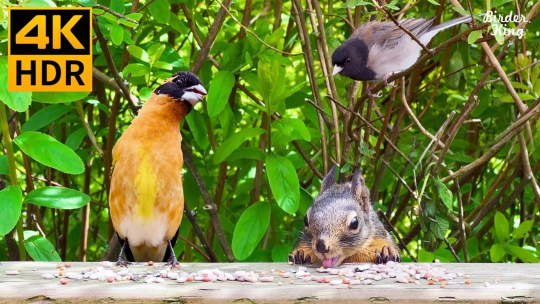 Cat TV for Cats to Watch 😺 Beautiful birds and cute squirrels in summer 🐦🐿 8 Hours(4K HDR)