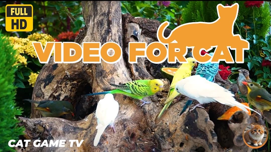 🔴😺The Birds Eat and Play together in Beautiful Natural Scenery🦜! Live 12 Hrs Relaxing Video for Cats
