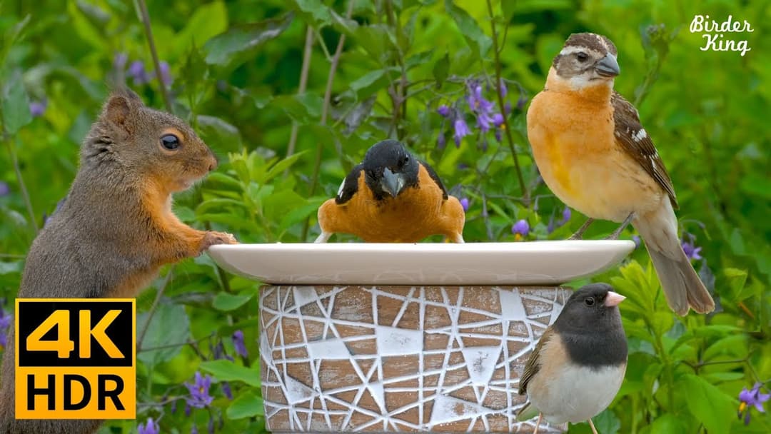Cat TV for Cats to Watch😺8 Hours❤️ Beautiful Birds, Squirrels, Relax Your Pets(4K HDR)