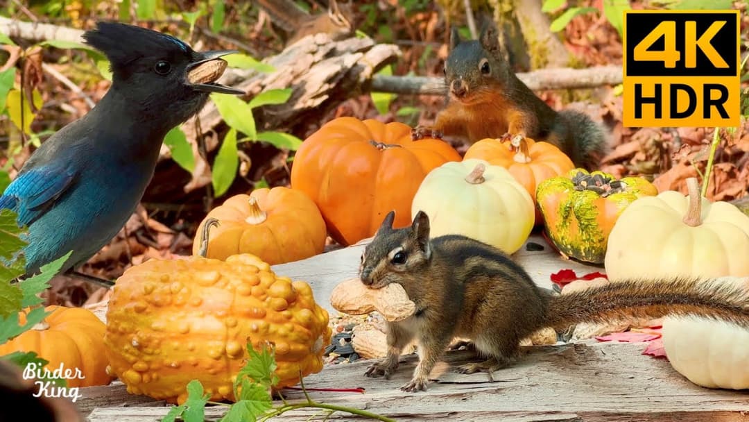 Cat TV for Cats to Watch 😺 Holiday dinner for birds & squirrels 🐦 Dog TV 🐿 8 Hours(4K HDR)