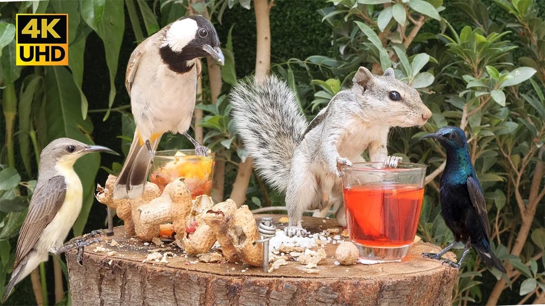 Cat TV For Cats To Watch, Cute Birds, Chipmunk and Squirrels squabble over food (4k UHD 8 Hours)