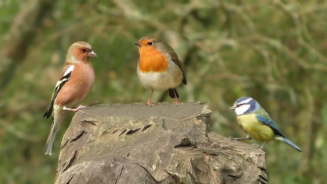 Videos for Cats to Watch : Little Bird Fun - Videos para Gatos