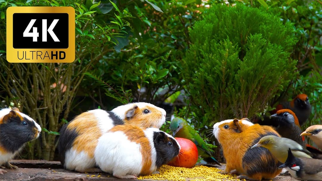 Magical Cat TV 😺 Birds & Squirrels in Playful Harmony 🐿️ 4K HDR Videos for Cats to Watch