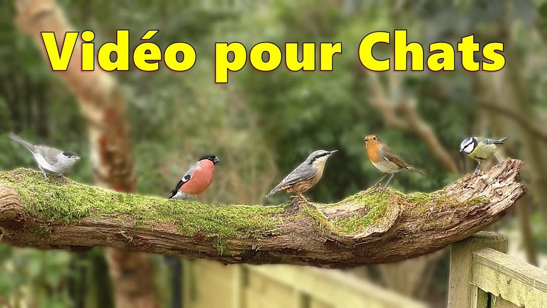 Vidéos pour chats oiseaux à observer ~ Pequeños pájaros de jardín