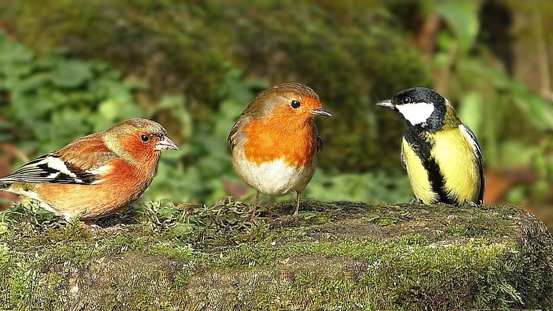 Oiseaux et écureuils Ralenti avec Sons d'oiseaux Relaxants ★ Une Heure ★