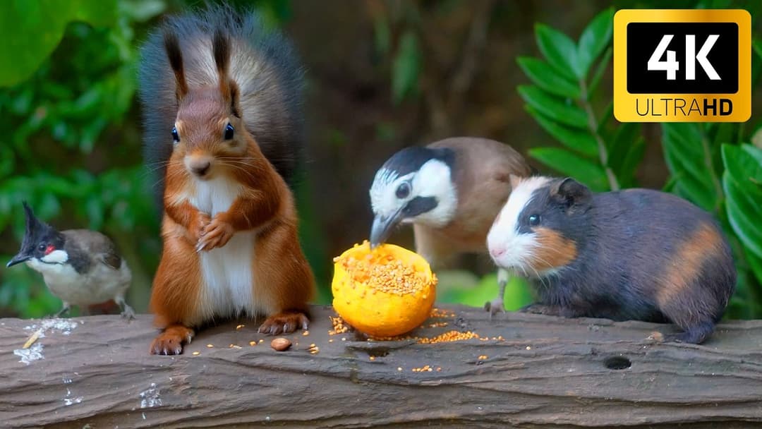 [NO ADS] Cat TV for Cats to Watch 😺🐦 Singing Squirrels, Cute Birds and Guinea Pig 🐿 Cat Games 4K HDR