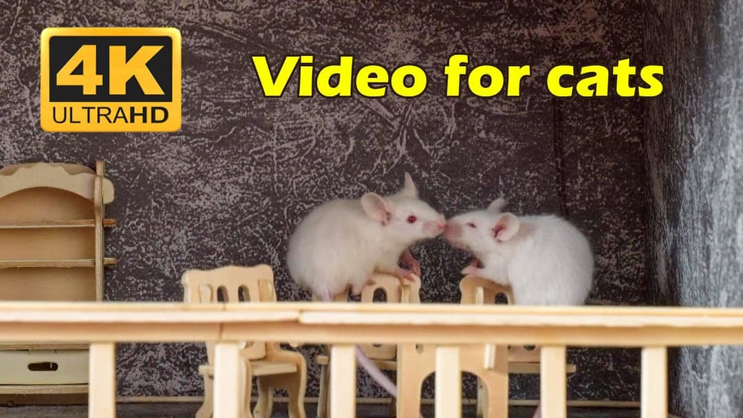 Cat TV: The Best Hide & Seek Game with Tiny White Mice - 4 Hours 4K UHD | Catflix
