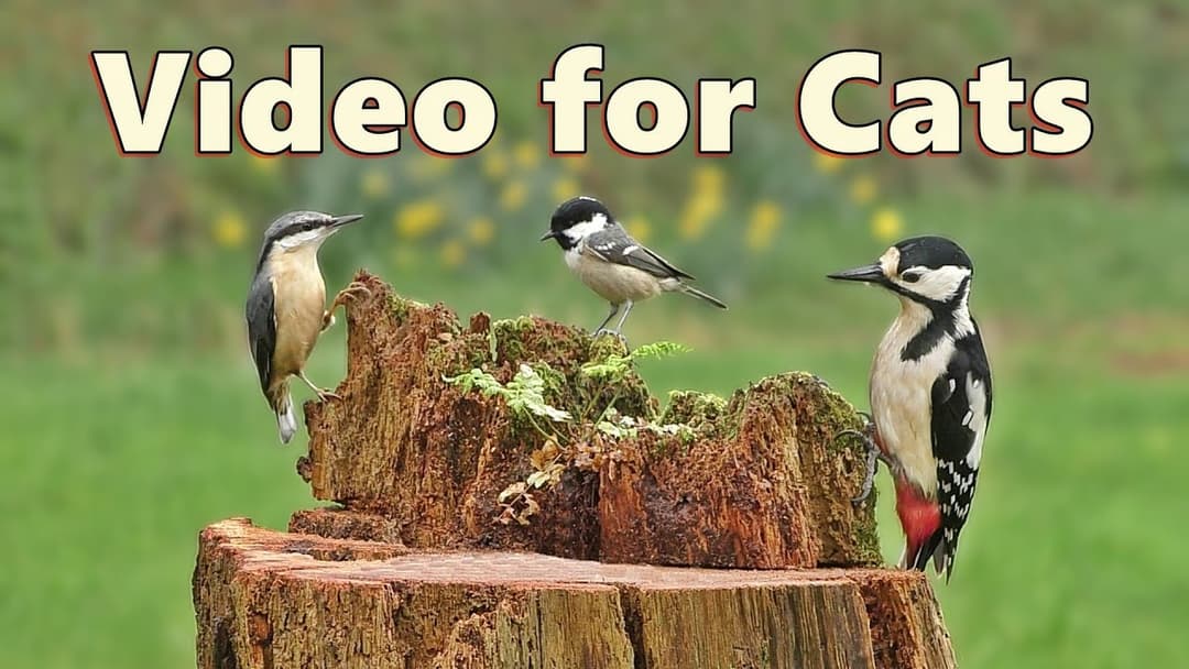 Videos for Cats to Watch ~ Birds in The Rain Super Spectacular