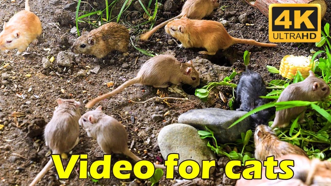 Cat TV: Endless Tiny Mice Hide & Seek – The Ultimate 4K Treat for Your Cat! | Catflix