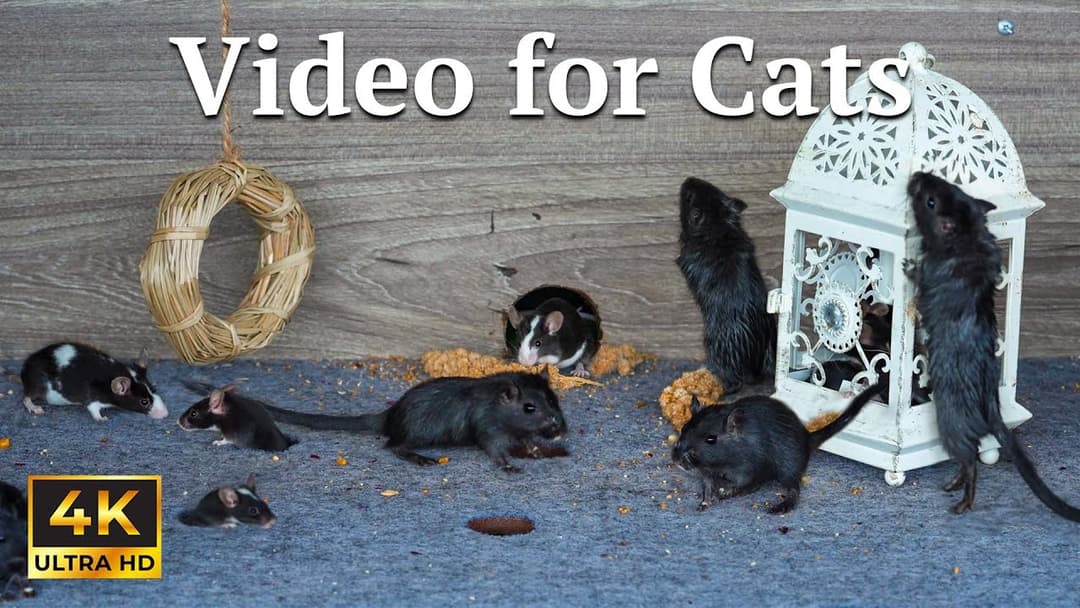 Cat TV: Cats Love This! Hide & Seek with Sneaky Mice – 4K Video for Cats | Catflix
