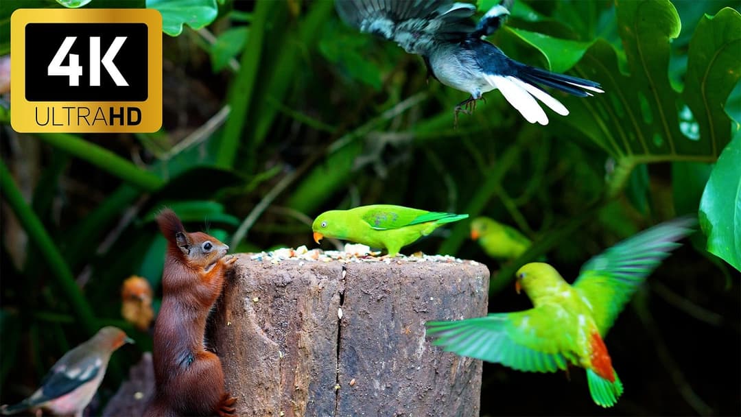 Cat TV for Cats to Watch 😺 Fall in Love with Chipmunks, Birds, Squirrels 🐿 Nature Fun 4K HDR 60FPS