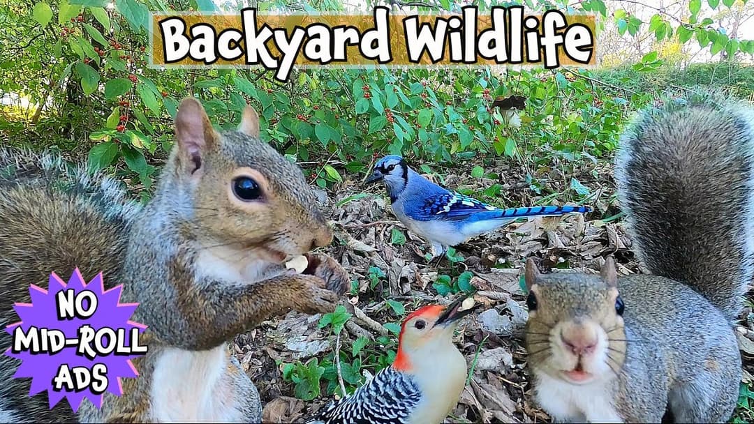 🐶😽📺Entertain Your Pets with Squirrels & Birds | 10 Hours of Uninterrupted Cat TV & Dog TV | Nature