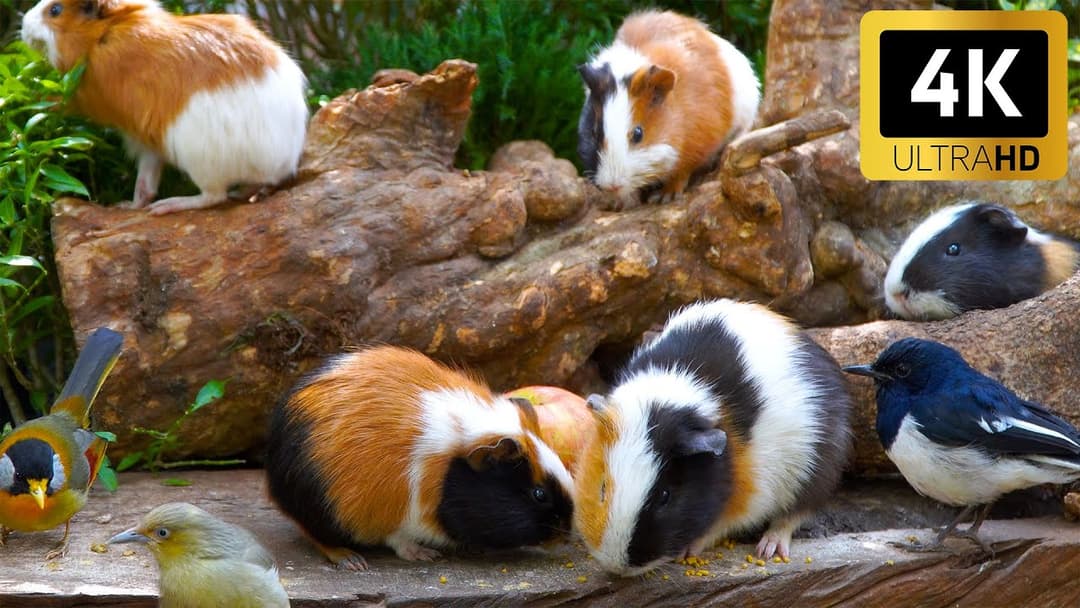 Must-Watch CAT TV 😻 Birds & Squirrels Forage by the Logs 🕊️ Relaxing 4K HDR
