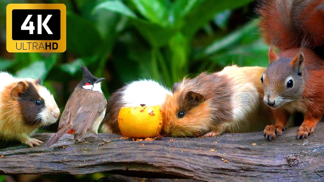 Cat TV for Cats to Watch 😺🐦 The Cutest Little Birds and Red Squirrels 🐿 Cat Games NO ADS 4K HDR