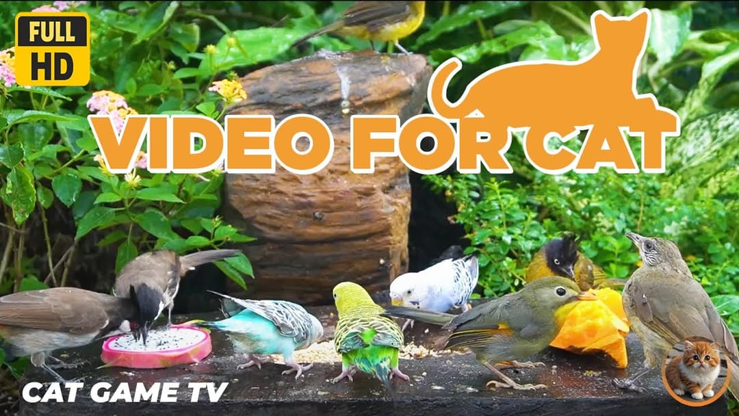 🔴😺Cat TV for Cats to Watch😺Party with Bird Friends All Day Long🐿️ Live 12 Hour Summer Pet Nature TV